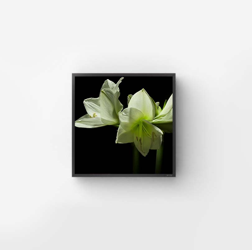 Gallery 5 Square LED – Digital Canvas